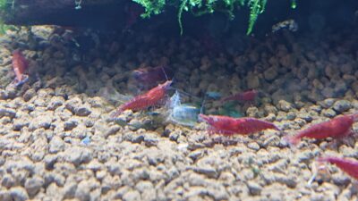 Can You Mix Blue and Cherry Shrimp? small