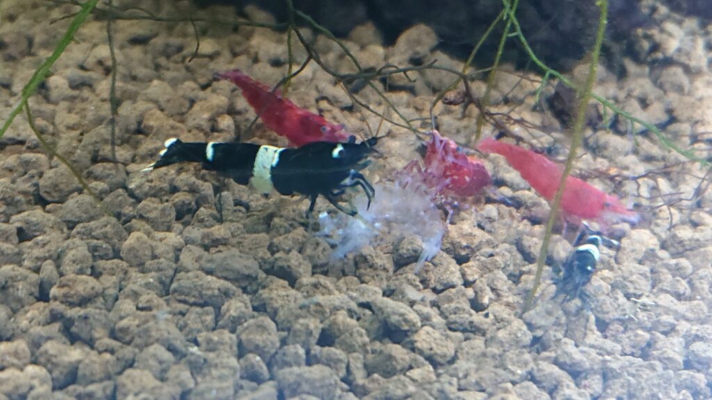 Can Cherry Shrimp and Bee Shrimp Breed? small