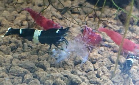 Can Cherry Shrimp and Bee Shrimp Breed?