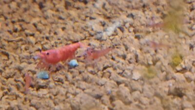 Do Cherry Shrimp Eat Hair Algae? small