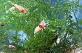 What Freshwater Shrimp Breeds Eat Algae? small