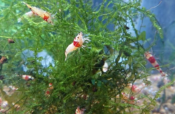 What Freshwater Shrimp Breeds Eat Algae?