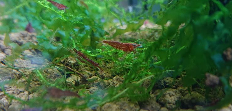 Are Sakura Shrimp the Same As Cherry Shrimp?