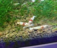 Do Crystal Red Shrimp Eat Dead Shrimp small