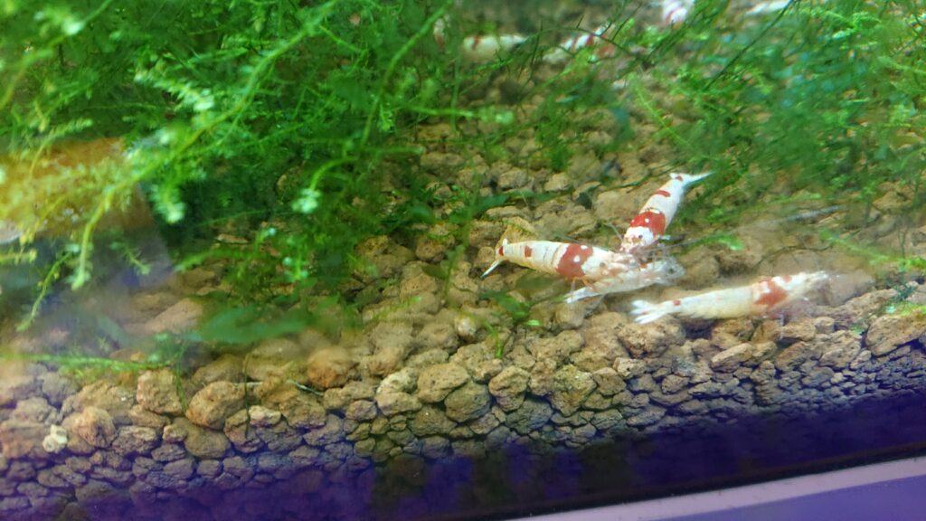 Do Crystal Red Shrimp Eat Dead Shrimp?