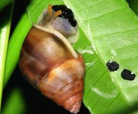 Will Ghost Shrimp Eat Snail Eggs? small