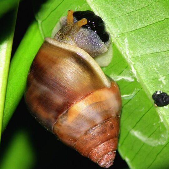 Will Ghost Shrimp Eat Snail Eggs?