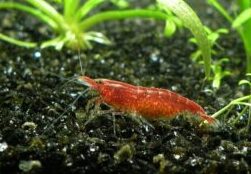 Can Red Cherry Shrimp Breed With Yellow Shrimp? small