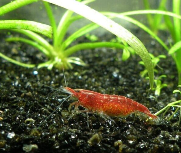 do shrimp die after laying eggs