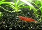 Do Freshwater Shrimp Die After Laying Eggs? small