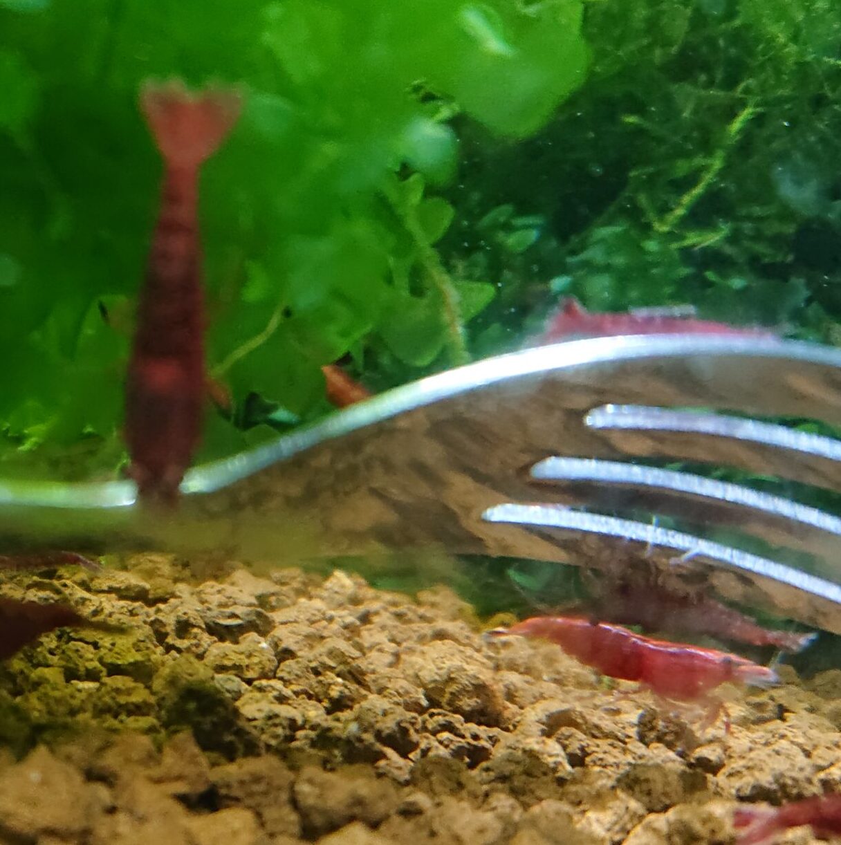 Can Cherry Red Shrimp Live Without an Air Pump? small