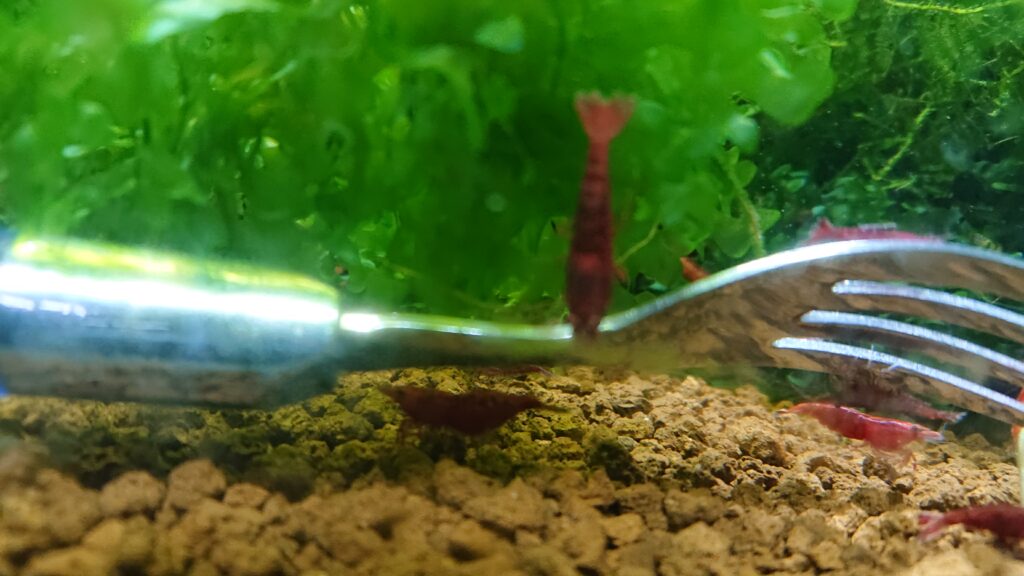 Can Cherry Red Shrimp Live Without an Air Pump?