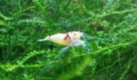 Can Any Kind of Shrimp Survive in Freshwater small