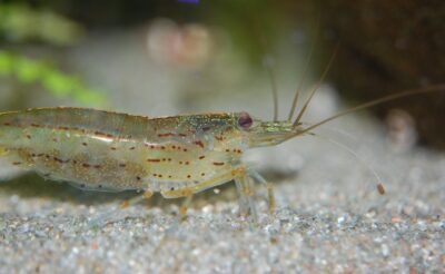 Can You Keep Cherry Red Shrimp With Amano Shrimp? small