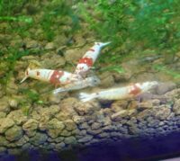 Will Cherry Red Shrimp Eat Dead Fish? Small