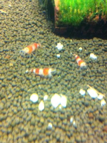 Why Aren't Your Crystal Red Shrimp Active?