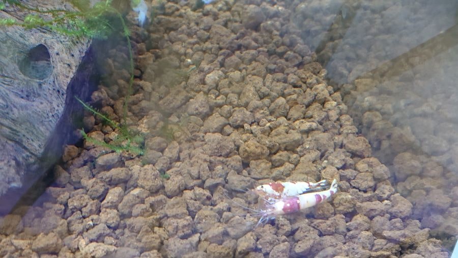 Why Are Your Crystal Red Shrimp Dying?