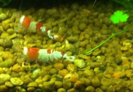 How Long Do Crystal Red Shrimp Eggs Take To Hatch?