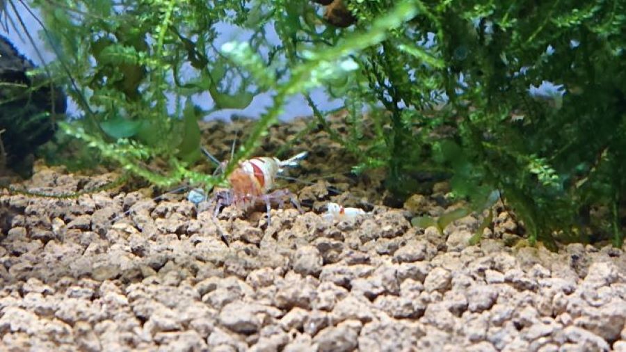 Do Crystal Red Shrimp Eat Their Babies?