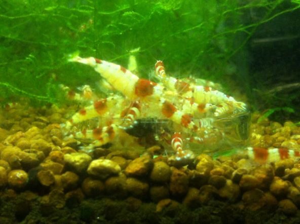 Will Crystal Shrimp Eat Hair Algae? –  The great Freshwater  info planet