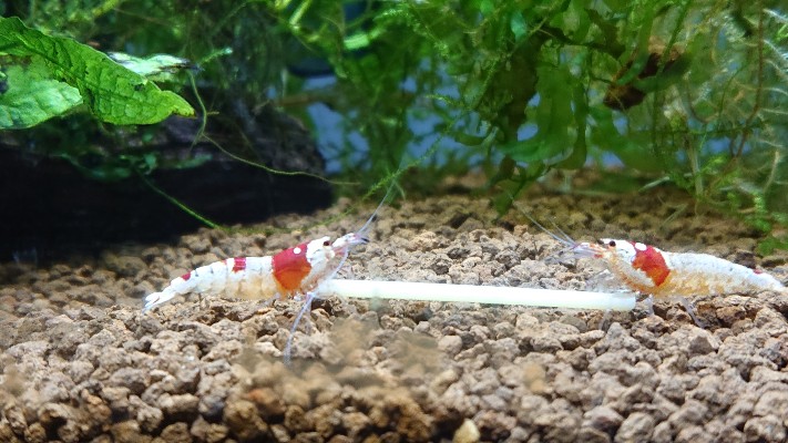 How To Tell if a Crystal Red Shrimp Is Male or Female Left is a female and other is a male