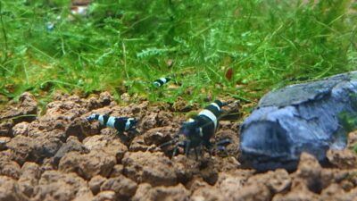 How Many Babies Do Taiwan Bee Shrimp Have? small