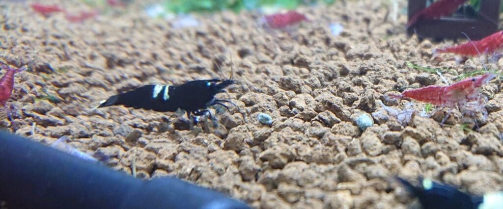 Can Any Shrimp Breeds Live in Unheated Tanks?