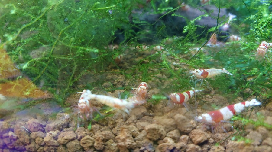 Will Shrimp Clean Their Aquarium Glass?