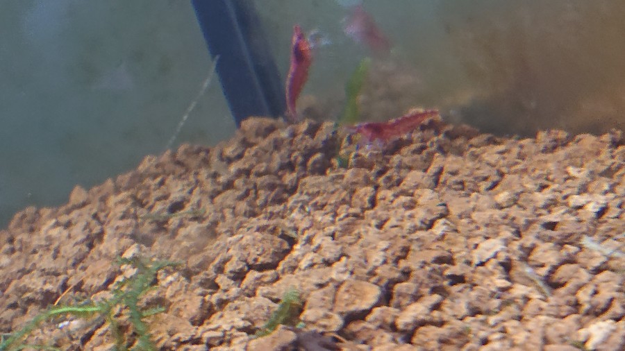 Do Cherry Shrimp Need Sunlight