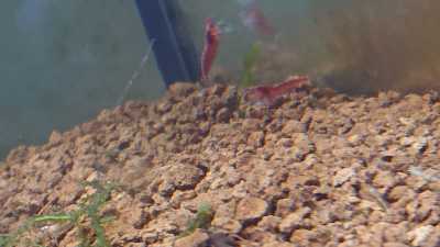 Do Cherry Shrimp Need Sunlight